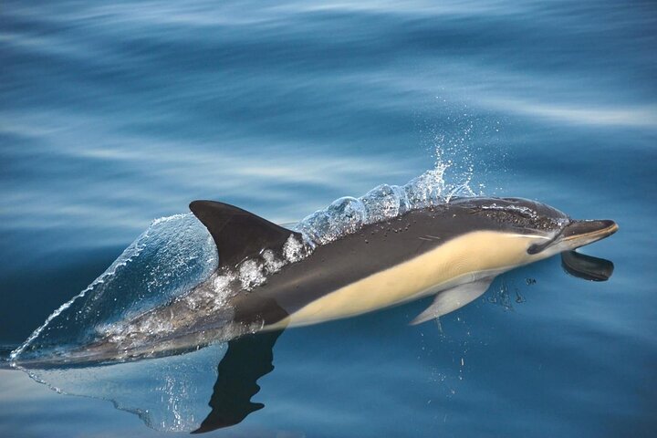 Dolphin watching in Setúbal