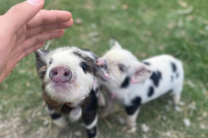 Lake Tekapo Petting Zoo
