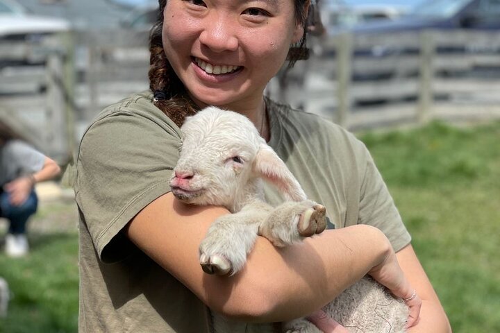 Lake Tekapo Petting Zoo