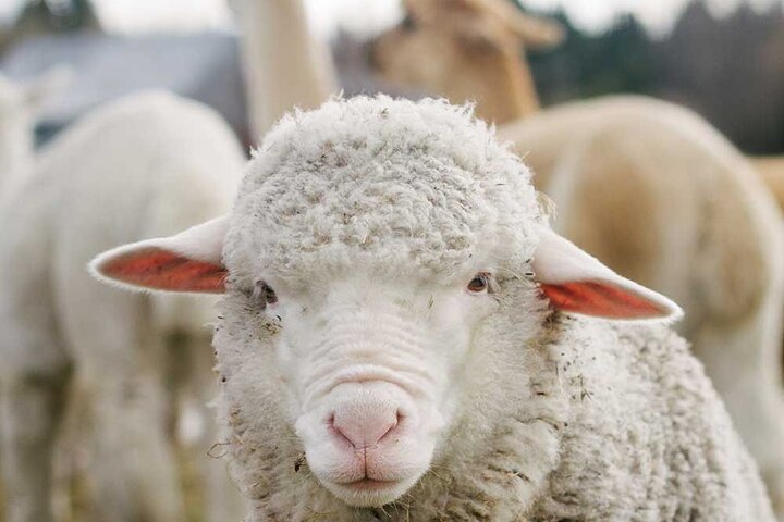 Lake Tekapo Petting Zoo