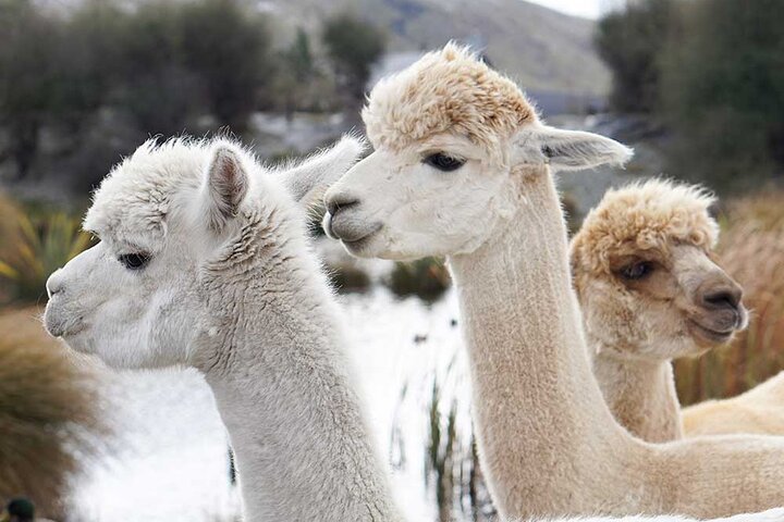 Lake Tekapo Petting Zoo