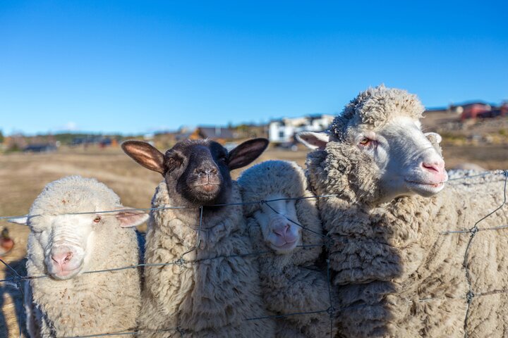 Lake Tekapo Petting Zoo