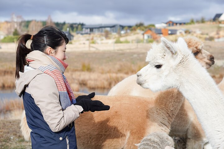 Lake Tekapo Petting Zoo