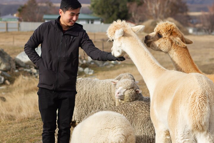 Lake Tekapo Petting Zoo