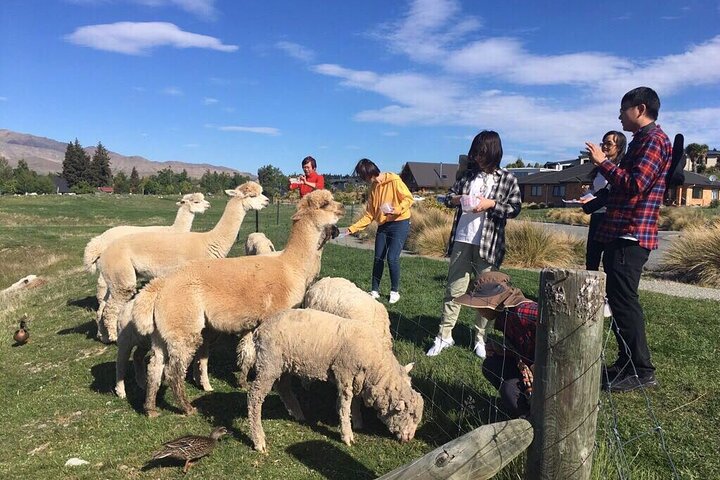 Lake Tekapo Petting Zoo