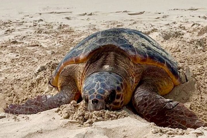 Guided turtle tour in a group in Boa Vista