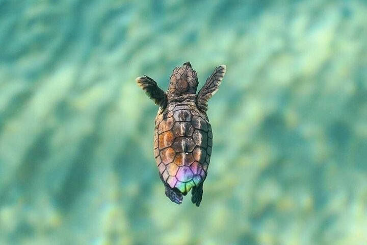 Guided turtle tour in a group in Boa Vista