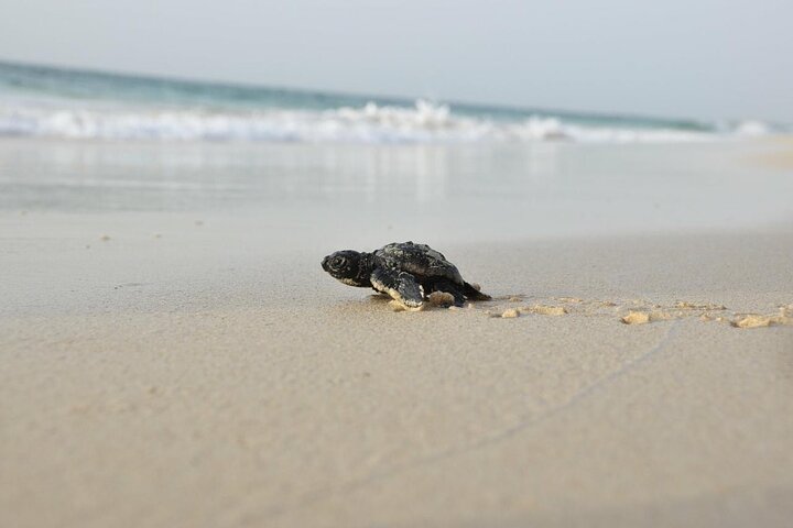 Guided turtle tour in a group in Boa Vista