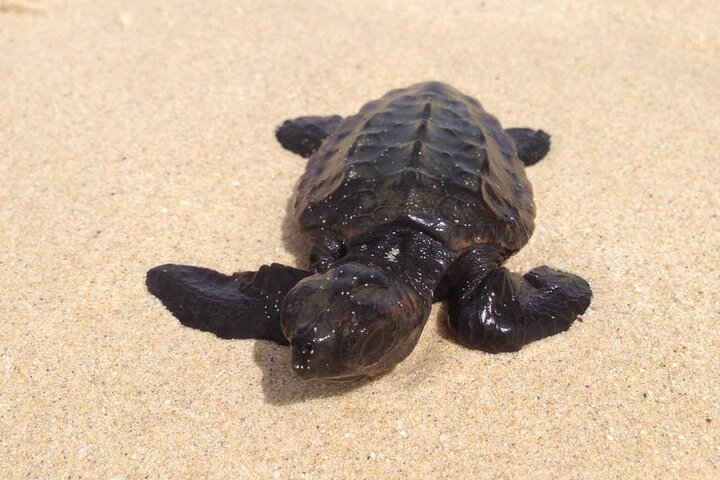 Guided turtle tour in a group in Boa Vista