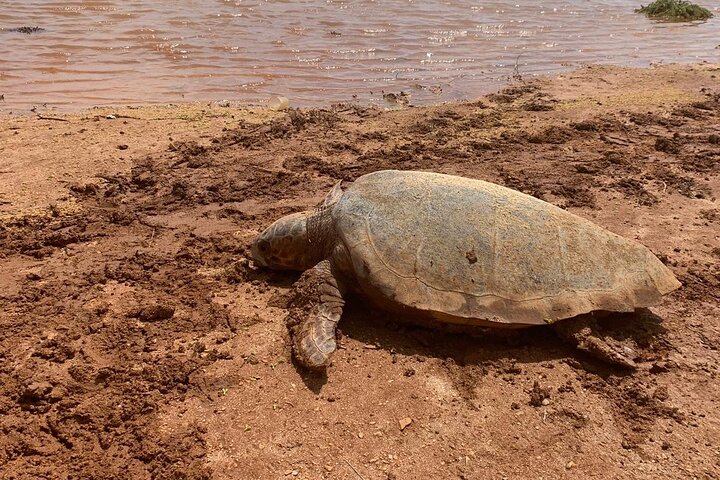 Guided turtle tour in a group in Boa Vista