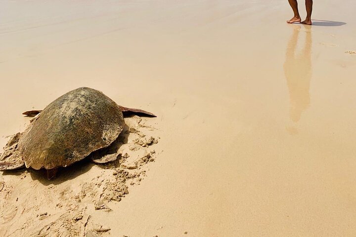 Guided turtle tour in a group in Boa Vista
