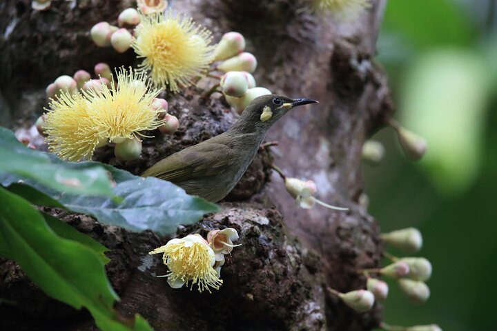 Mossman Gorge Daintree Experience Small Groups