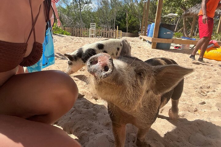 Nassau 3-stops: Snorkeling, Swimming Pigs, Turtles & Lunch