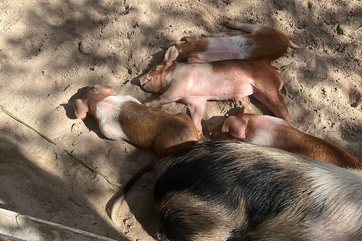 Nassau 3-stops: Snorkeling, Swimming Pigs, Turtles & Lunch