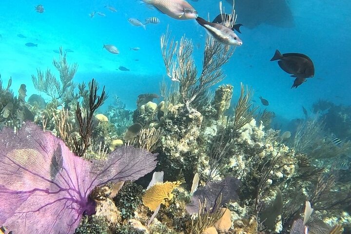 Nassau 3-stops: Snorkeling, Swimming Pigs, Turtles & Lunch