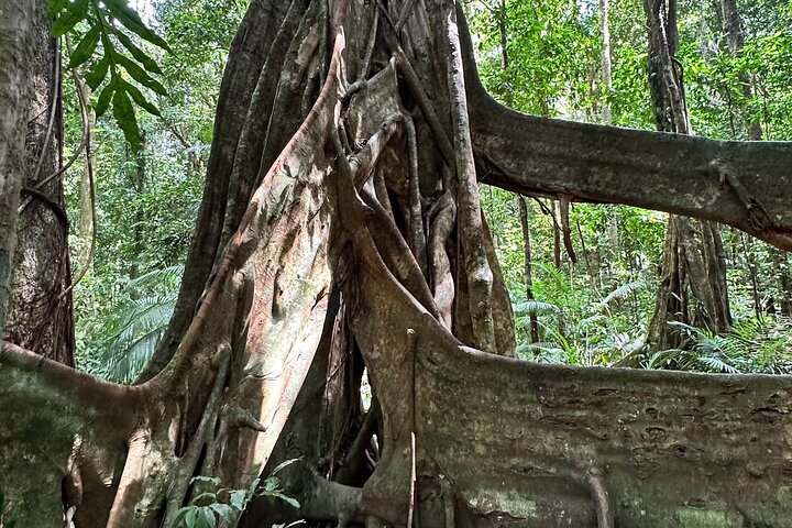 Mossman Gorge Daintree Experience Small Groups