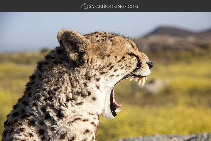 Private game drive safari Tour in Maasai Mara
