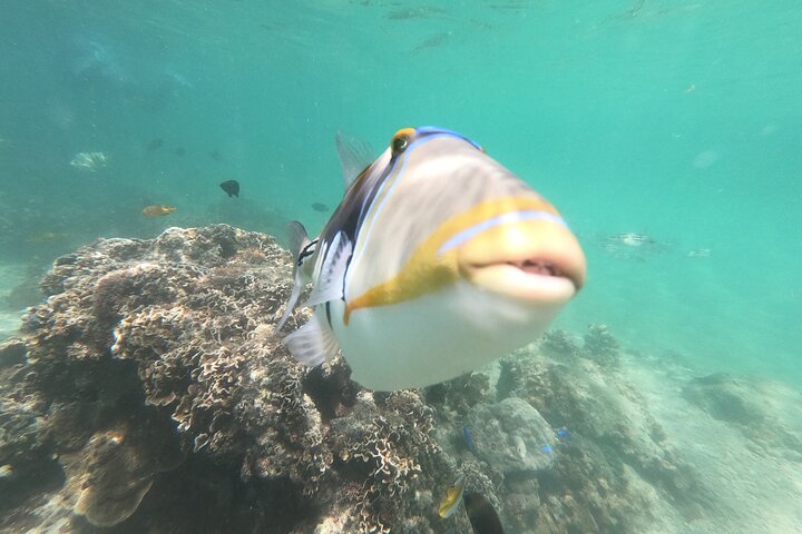 Okinawa: Private Snorkeling Experience with Native English Guide