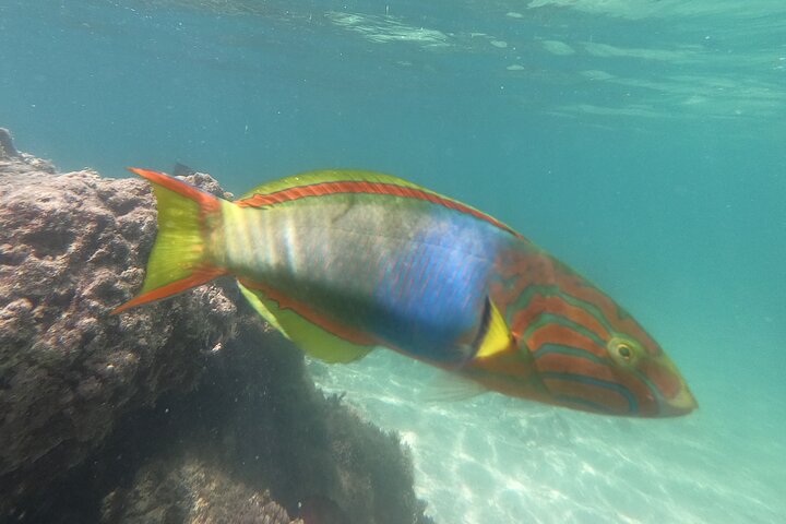 Okinawa: Private Snorkeling Experience with Native English Guide