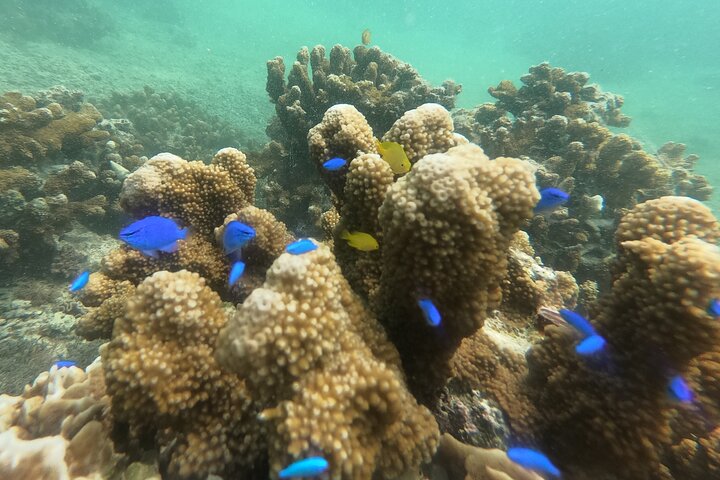 Okinawa: Private Snorkeling Experience with Native English Guide