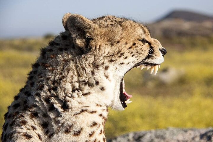 3 days group joining safari to Maasai Mara with a Land Cruiser Jeep
