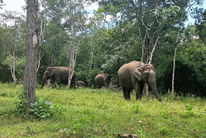 2 Day Bandipur Safari and Mysore Palace Tour