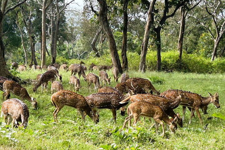 2 Day Bandipur Safari and Mysore Palace Tour