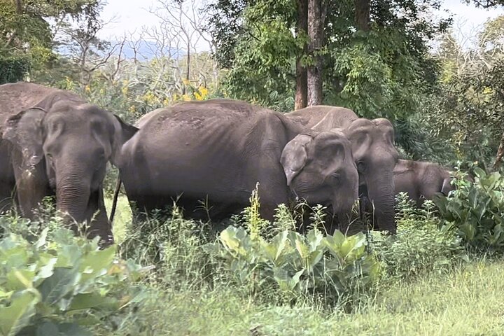 2 Day Bandipur Safari and Mysore Palace Tour