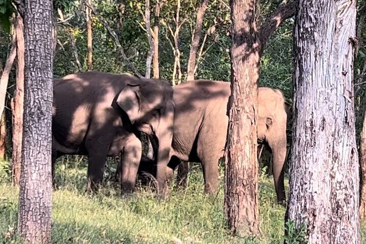 2 Day Bandipur Safari and Mysore Palace Tour