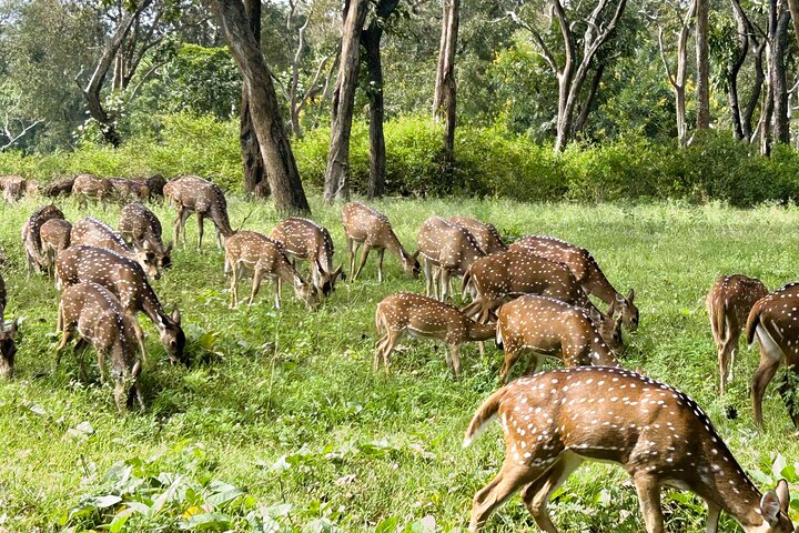 2 Day Bandipur Safari and Mysore Palace Tour