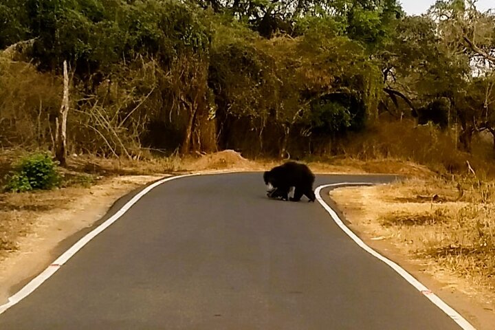 2 Day Bandipur Safari and Mysore Palace Tour