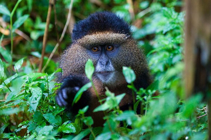 Full Day Private Golden Monkey Tour