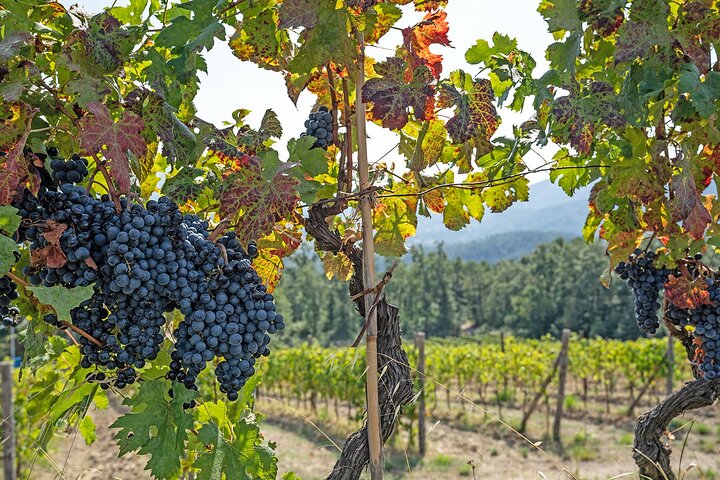 Guided E-Bike Tour with Wine Tasting from Lucca