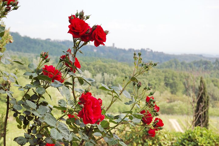Guided E-Bike Tour with Wine Tasting from Lucca