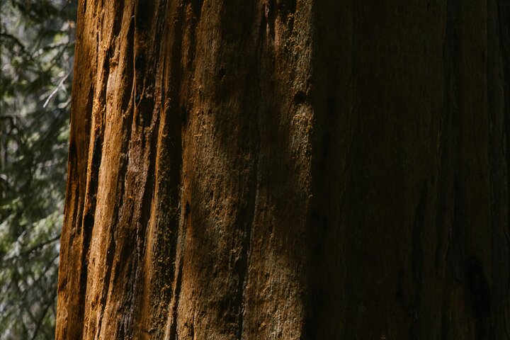 Yosemite National Park & Sequoias Private Tour from San Francisco