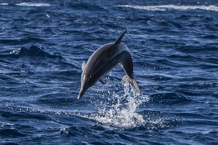 Watching whales and dolphins on Terceira Island