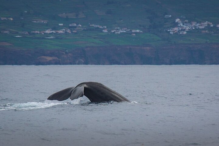 Watching whales and dolphins on Terceira Island