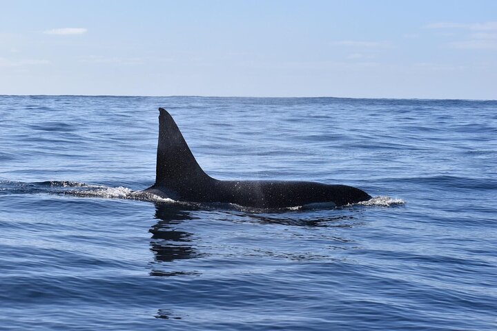 Watching whales and dolphins on Terceira Island