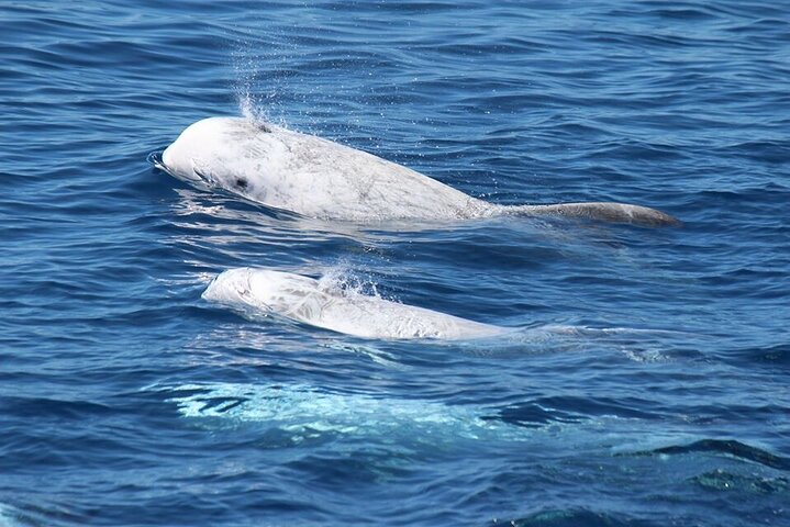 Watching whales and dolphins on Terceira Island