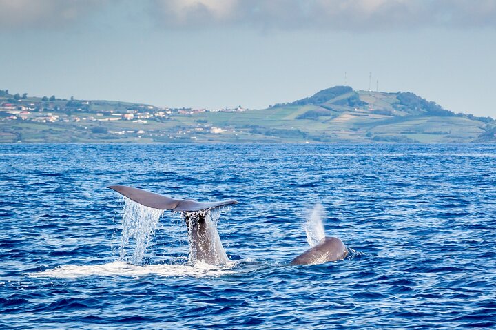 Watching whales and dolphins on Terceira Island