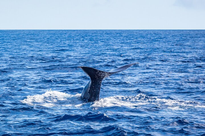 Watching whales and dolphins on Terceira Island