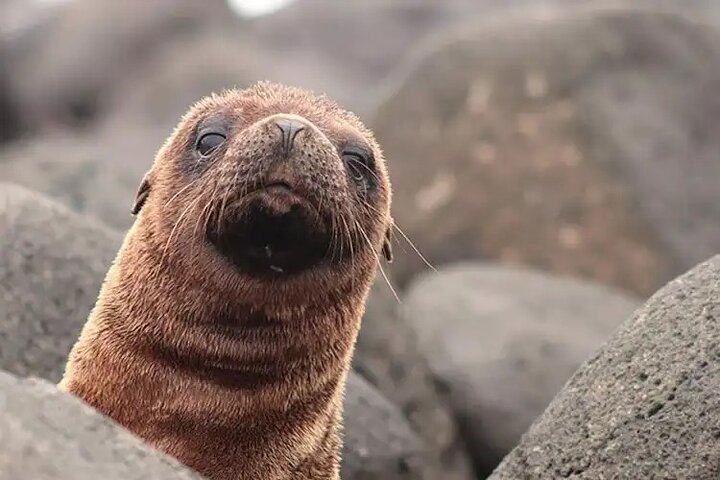 Galapagos - North Seymour Island Wildlife Snorkeling Tour + Lunch