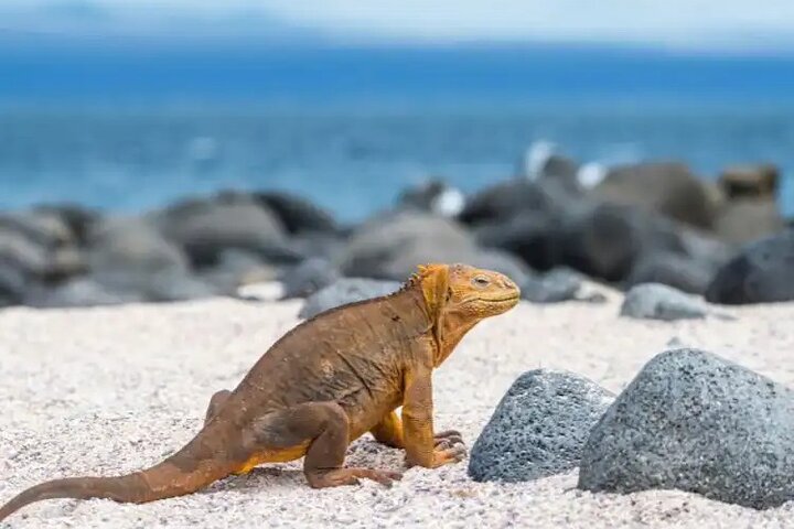 Galapagos - North Seymour Island Wildlife Snorkeling Tour + Lunch