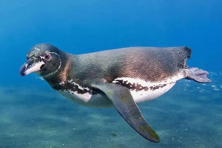 Bartolome Island Tour & Snorkeling from Puerto Ayora, Galápagos