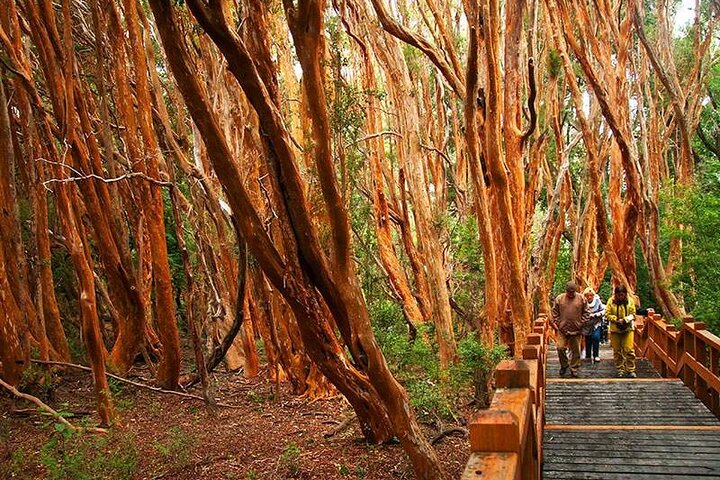 Nahuel Huapi Lake Cruise with Victoria Island and Arrayan Forest Walk