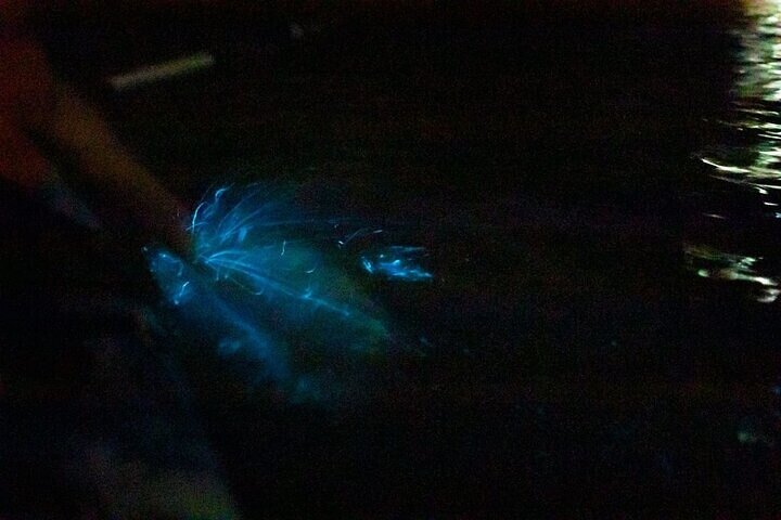 2-Hours Bioluminescence Tour by Kayak in Paquera