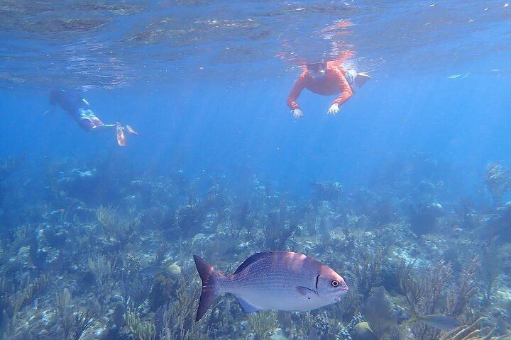 Nassau 3-stops: Snorkeling, Swimming Pigs, Turtles & Lunch