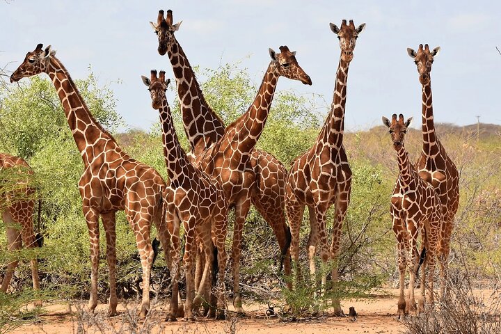 Nairobi National Museum, Giraffe Center & Bomas Kenya Guided Tour