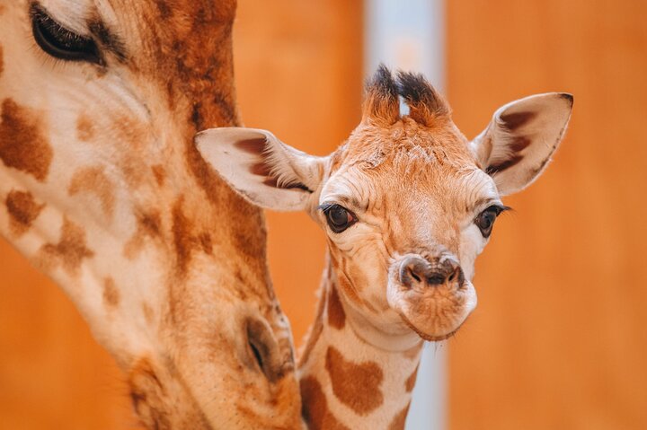 Nairobi National Museum, Giraffe Center & Bomas Kenya Guided Tour
