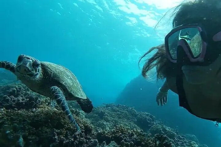 Isla del Caño snorkel tour from Drake Bay (Cano island)